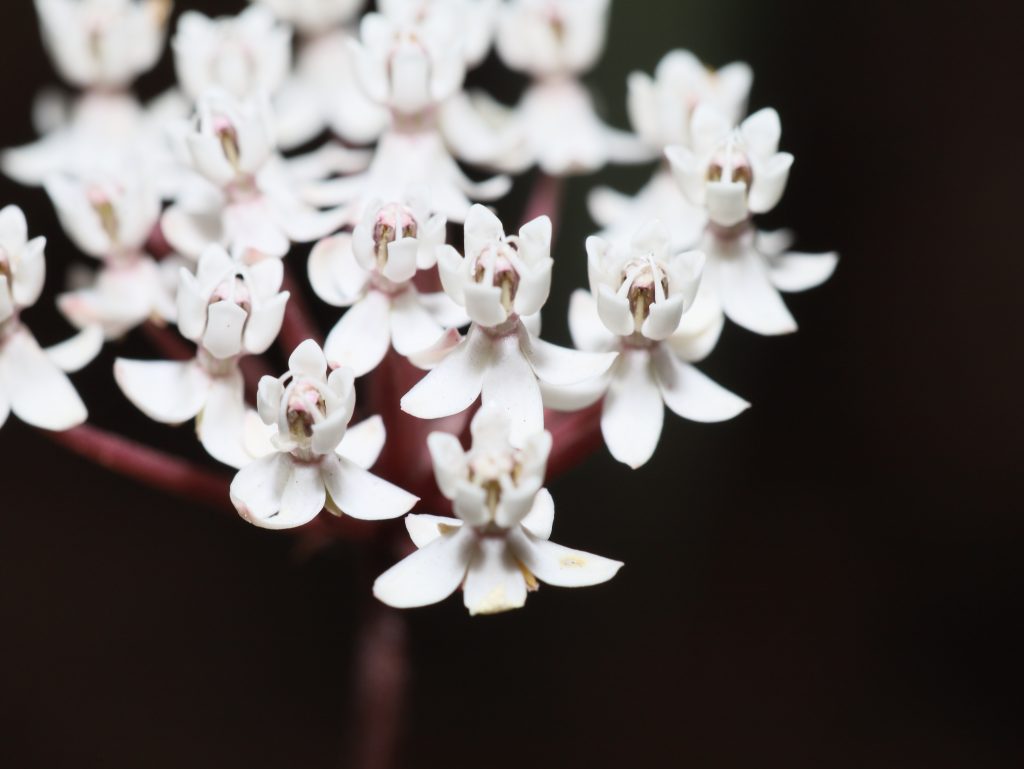 Aquatic Milkweed, Asclepias Perennis