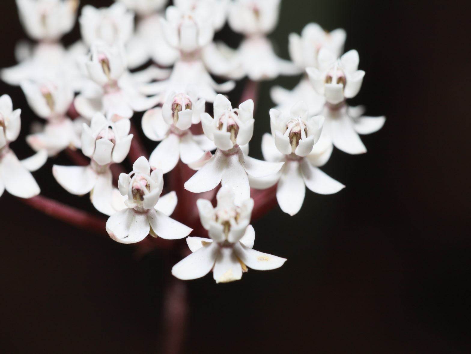 Aquatic Milkweed, Asclepias Perennis